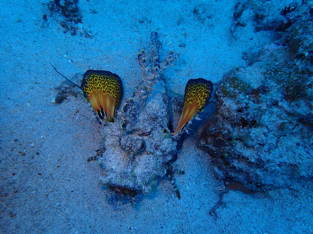 Blue Water Diving Centre景点图片