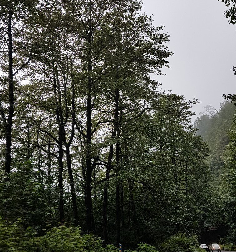 Abbas Abad Jungle景点图片