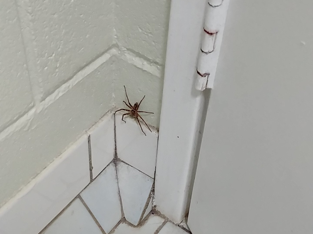 Yungaburra Park Motel主图