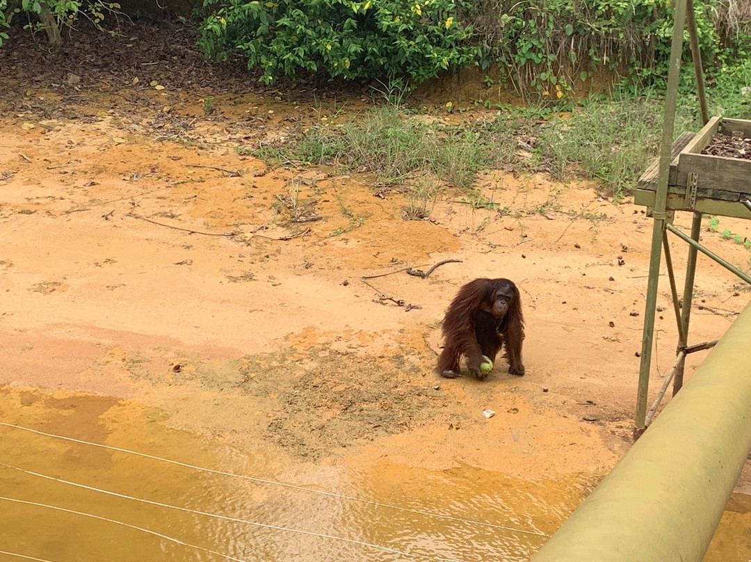 Orang Utan Island-新芒魏必去景点