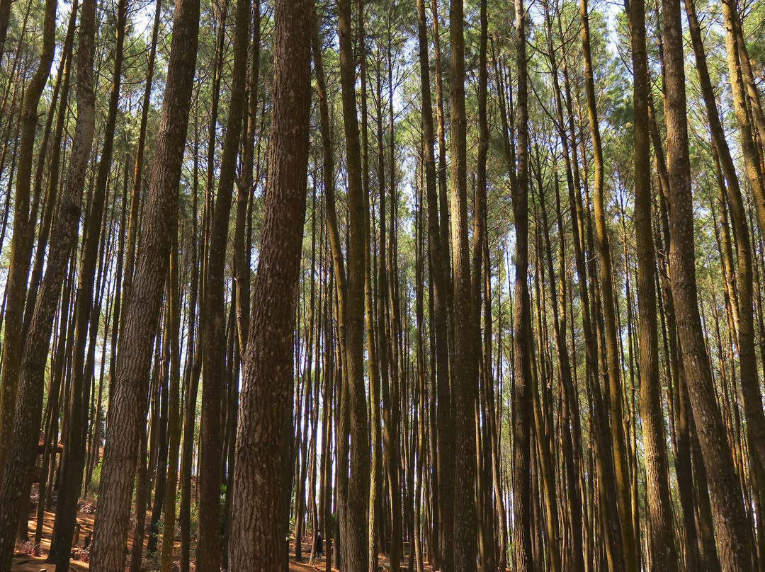 Hutan Pinus Bukit Becici景点图片