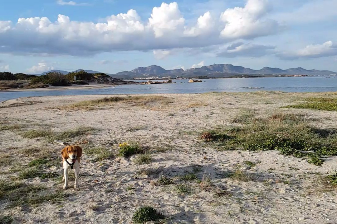 Spiaggia Marina Maria-奥尔比亚必去景点