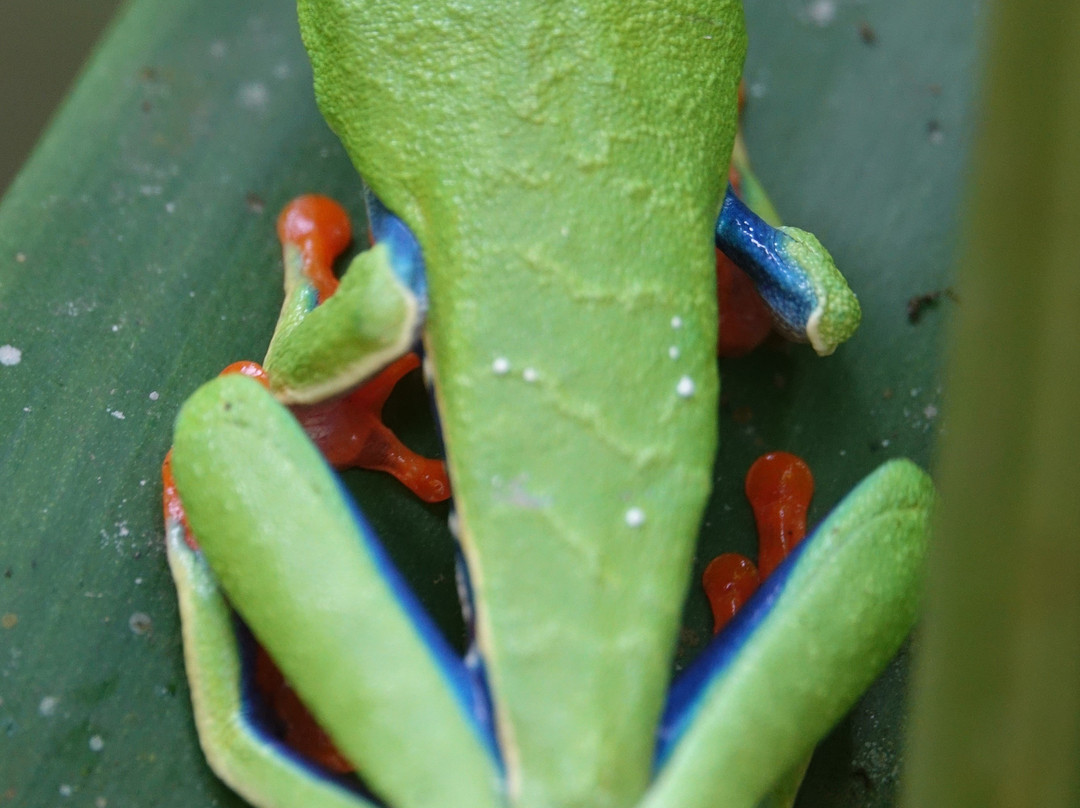 Guanadreams-Playas del Coco必去景点