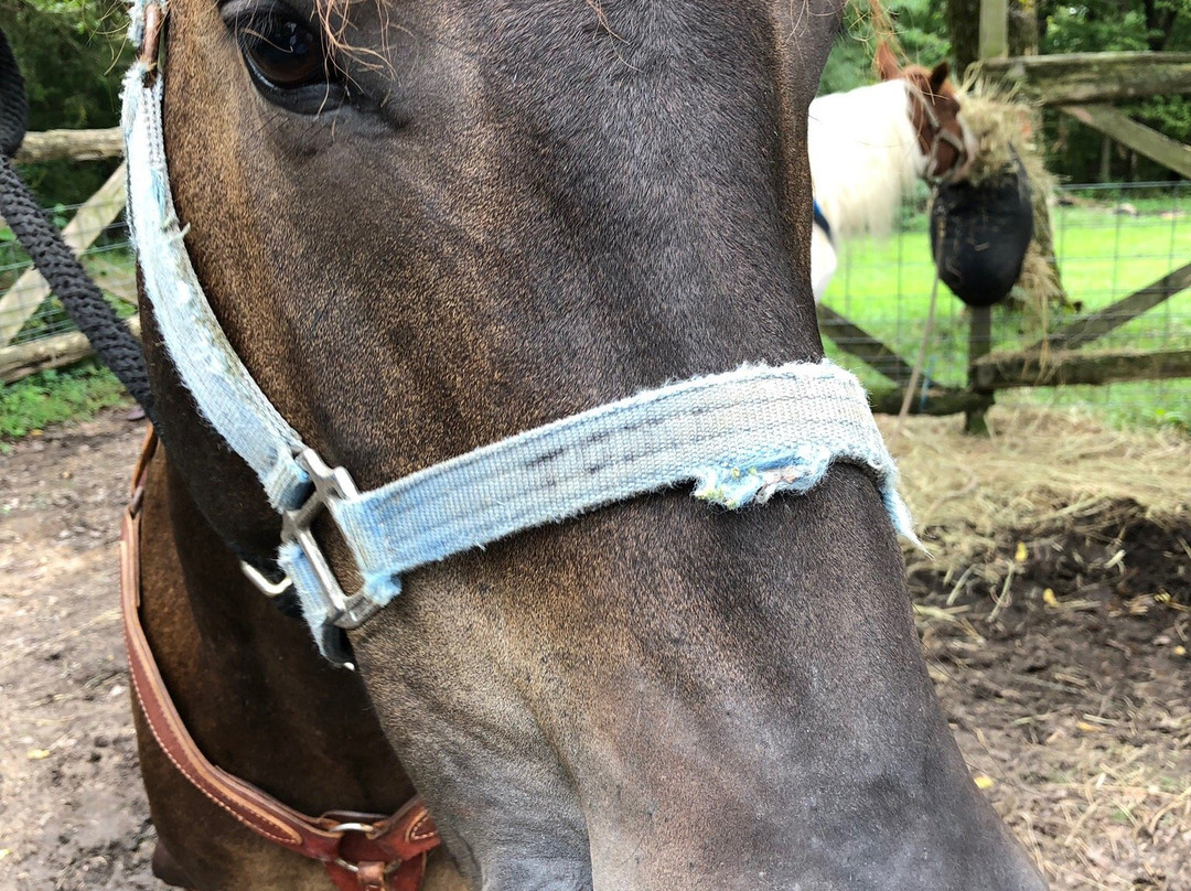 Old Family Farm Trail Rides-Macks Creek必去景点