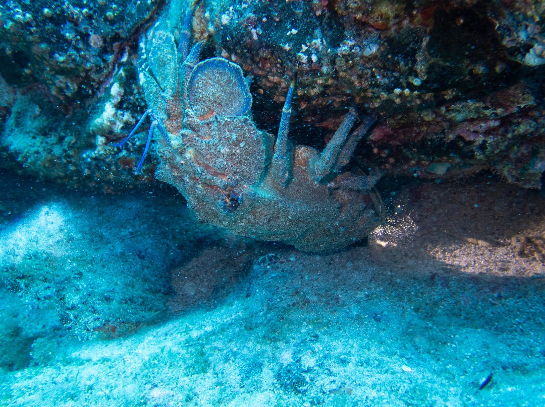 Tenerife Scuba-特纳里夫必去景点