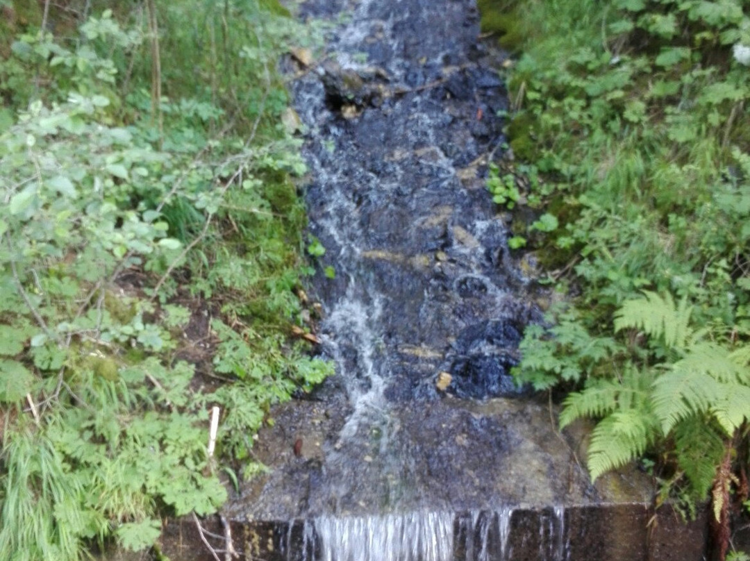 Riserva Naturale Boschi del Giovetto di Palline景点图片