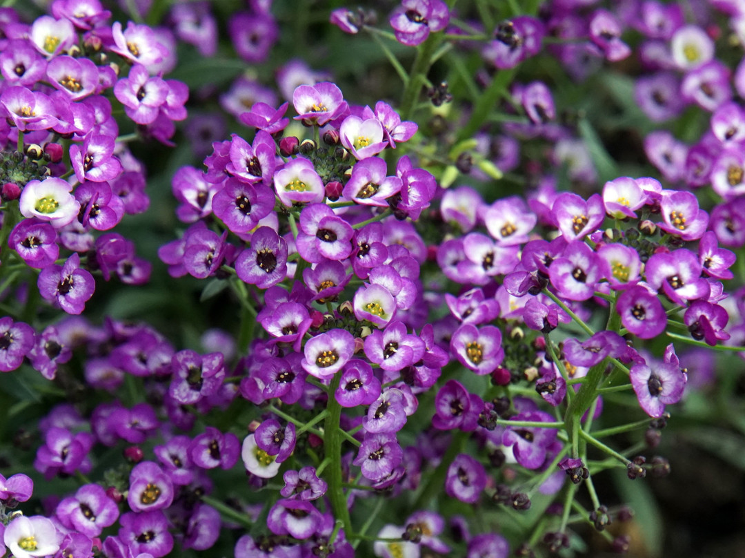 Botanical Garden景点图片