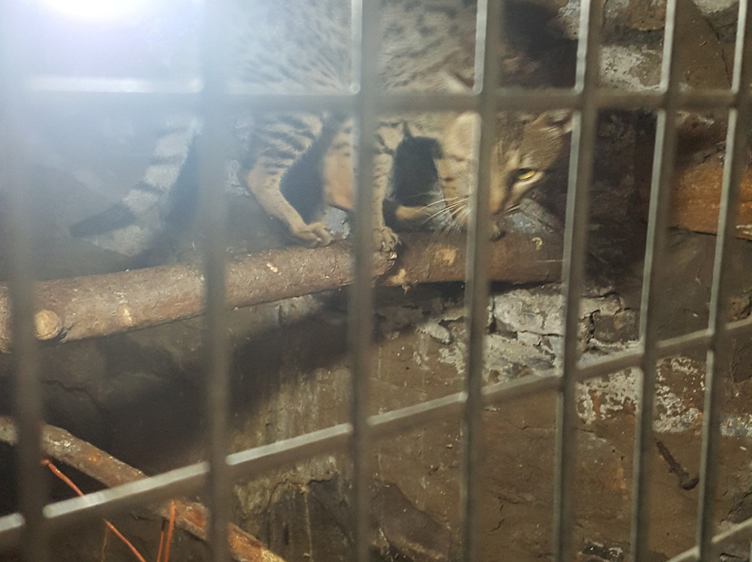 Animal Quackers景点图片