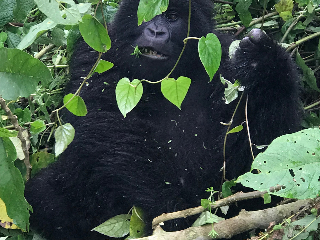 Mountain Gorilla Trekking Tours-Kisoro必去景点