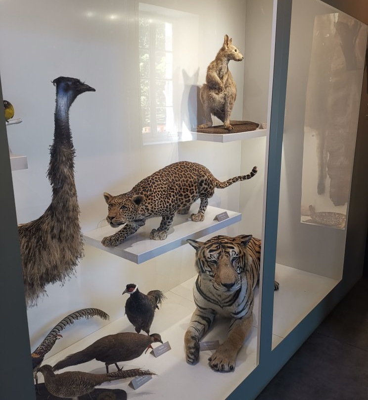Muséum d'Histoire Naturelle de La Réunion景点图片