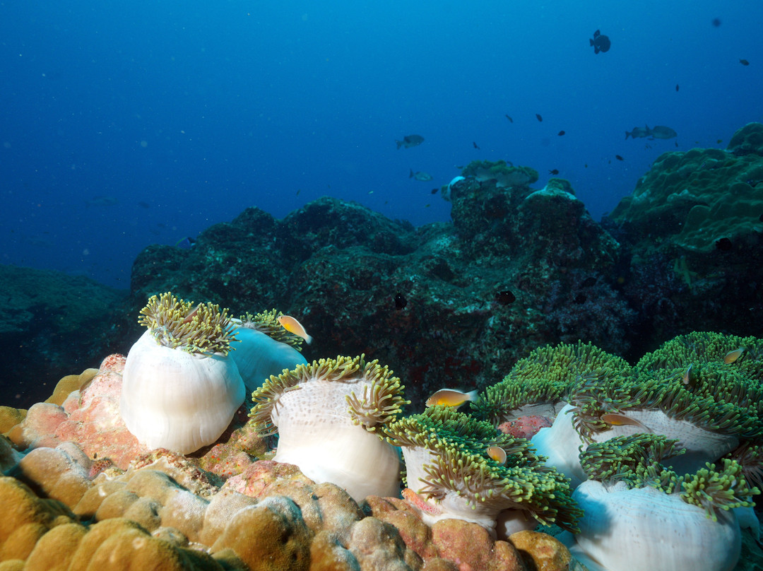 Diving With Mickey景点图片