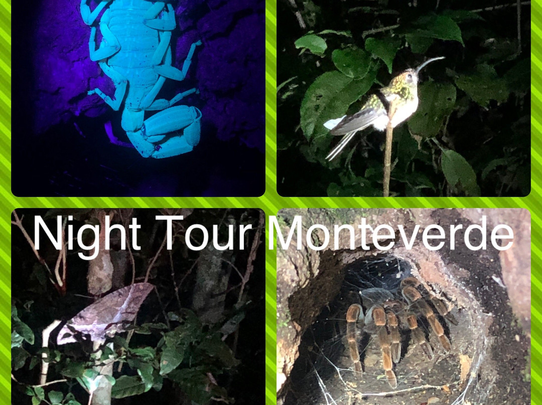Monteverde Night Walk Costa Rica景点图片