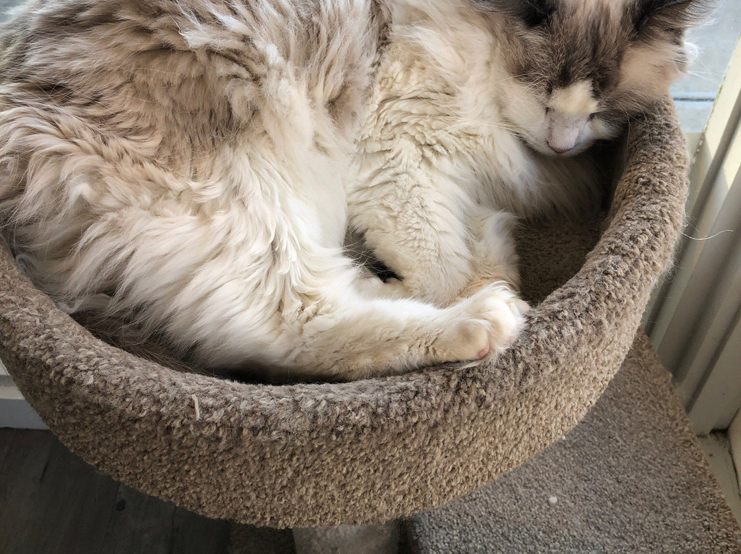 Hashtag meow景点图片