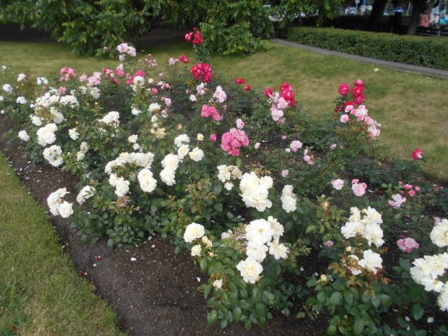 Rose Square (Rozu laukums)-Liepaja必去景点