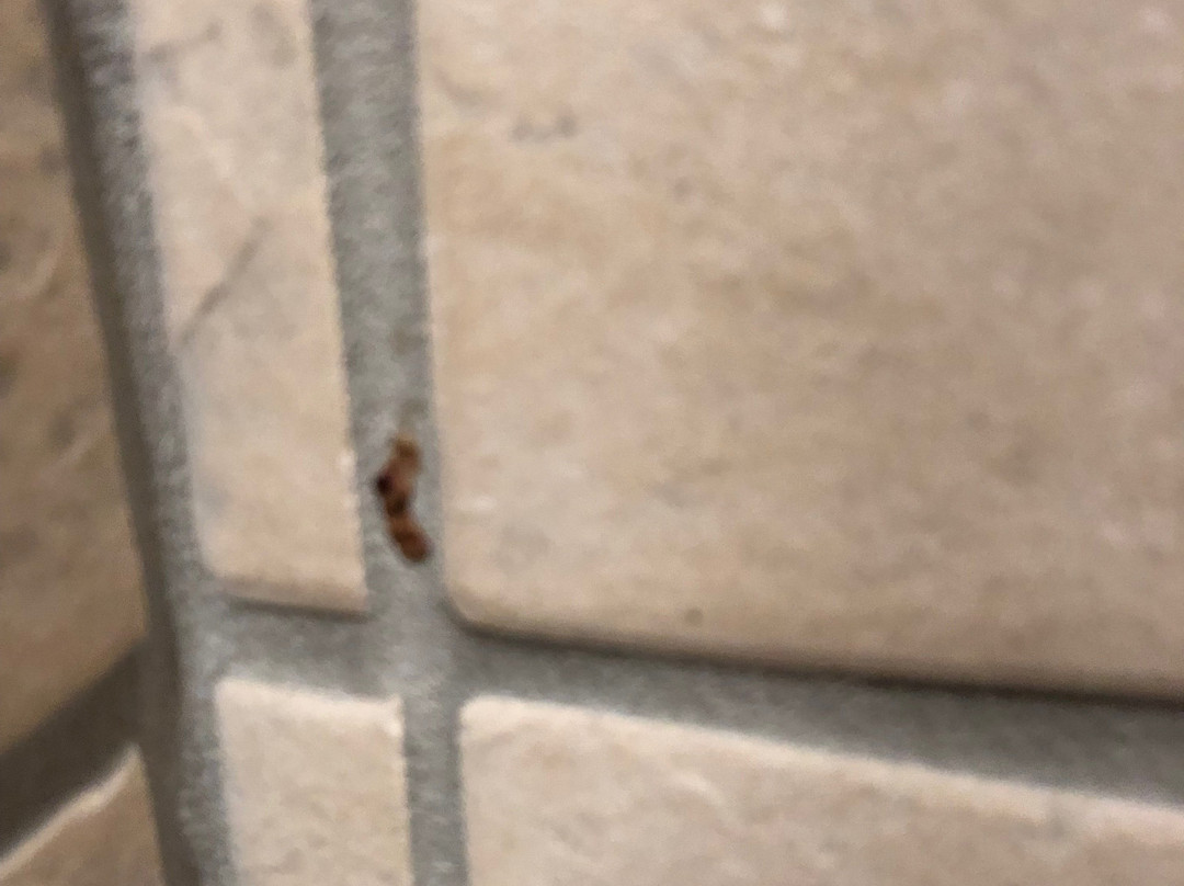 Bismarck Hotel and Conference Center主图