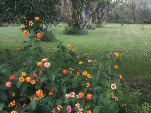 Agriturismo S'Anea主图