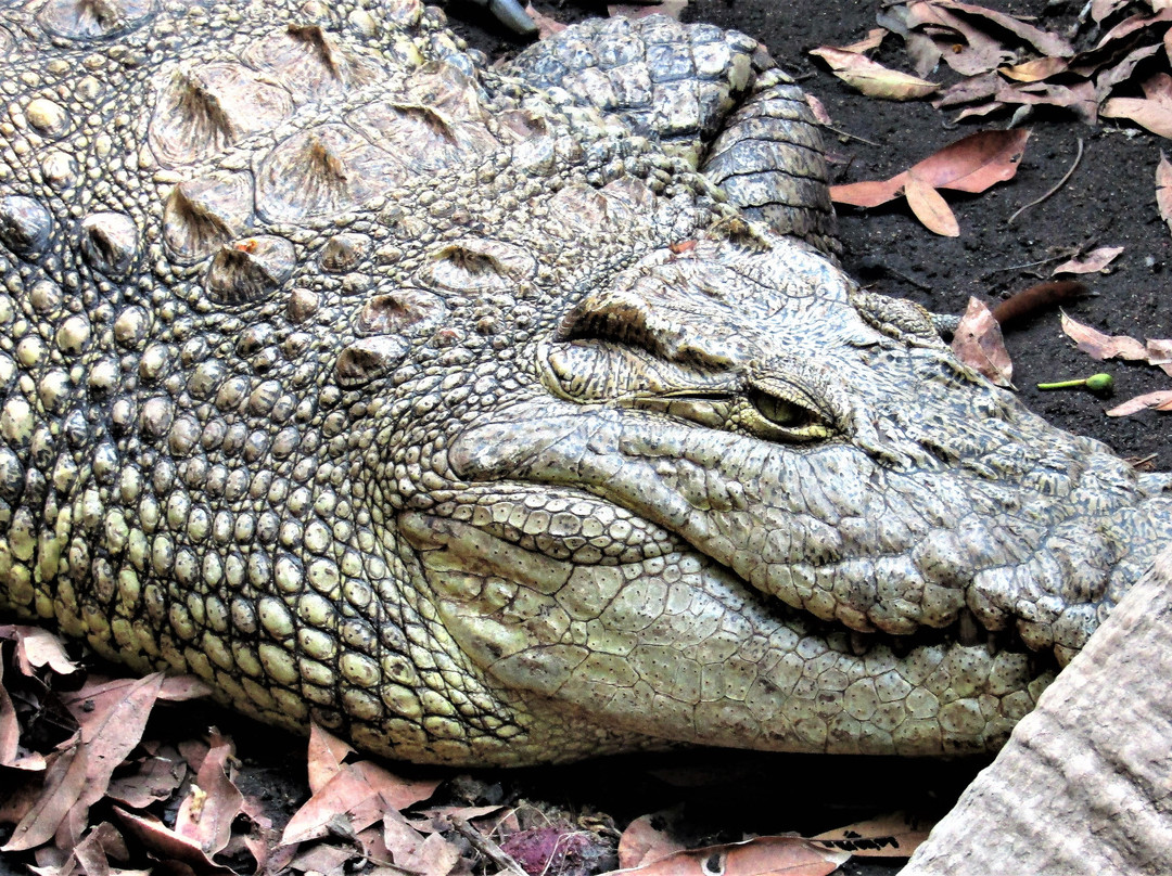 Reptile Park (Parc des Reptiles)-布松布拉必去景点