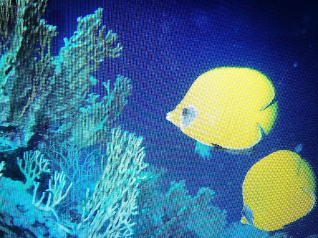 Pro Dive Centre-伊丽莎白港必去景点