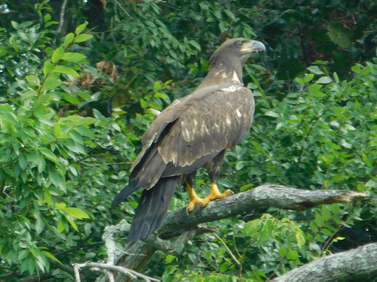 Discover the James Bald Eagle Tours-里士满必去景点