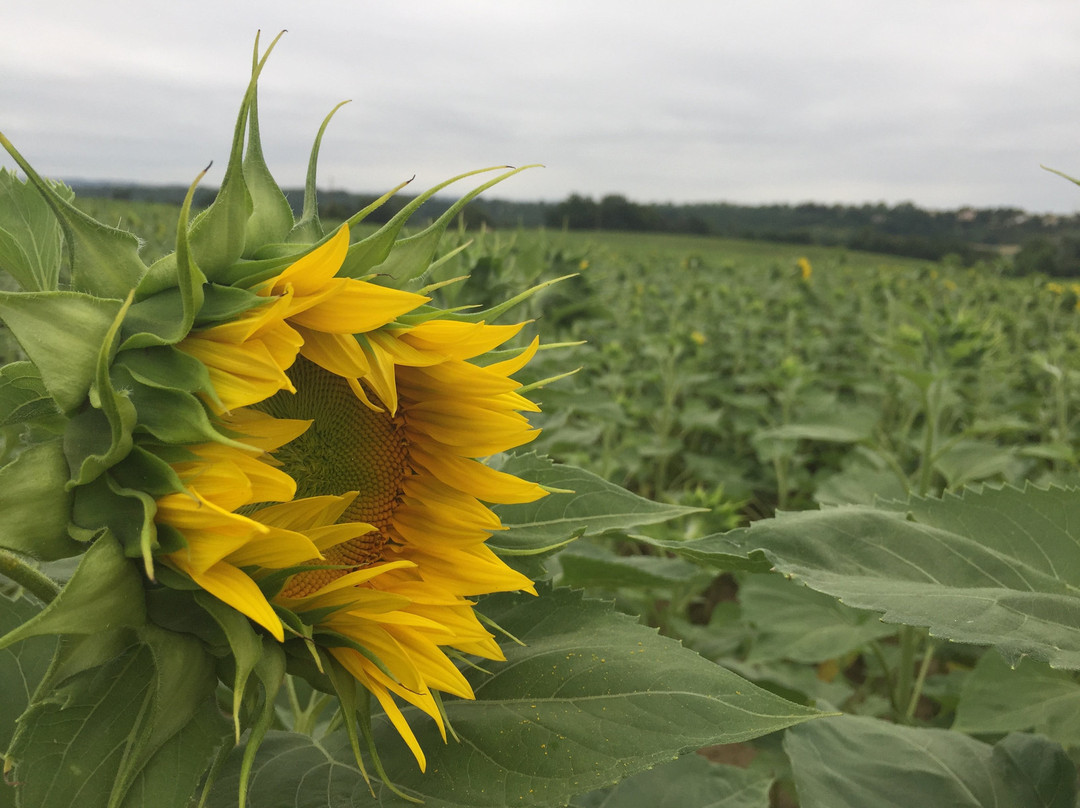 Charme Et Douceur De Rosiès主图