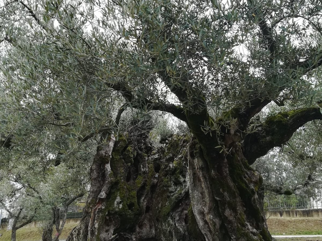 Olivo Monumentale景点图片