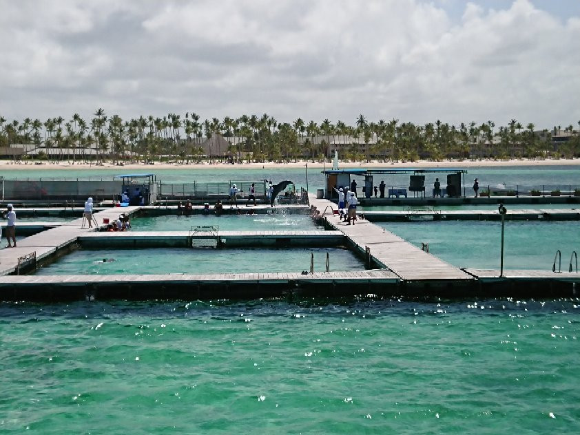 Pelicano Water Sports景点图片