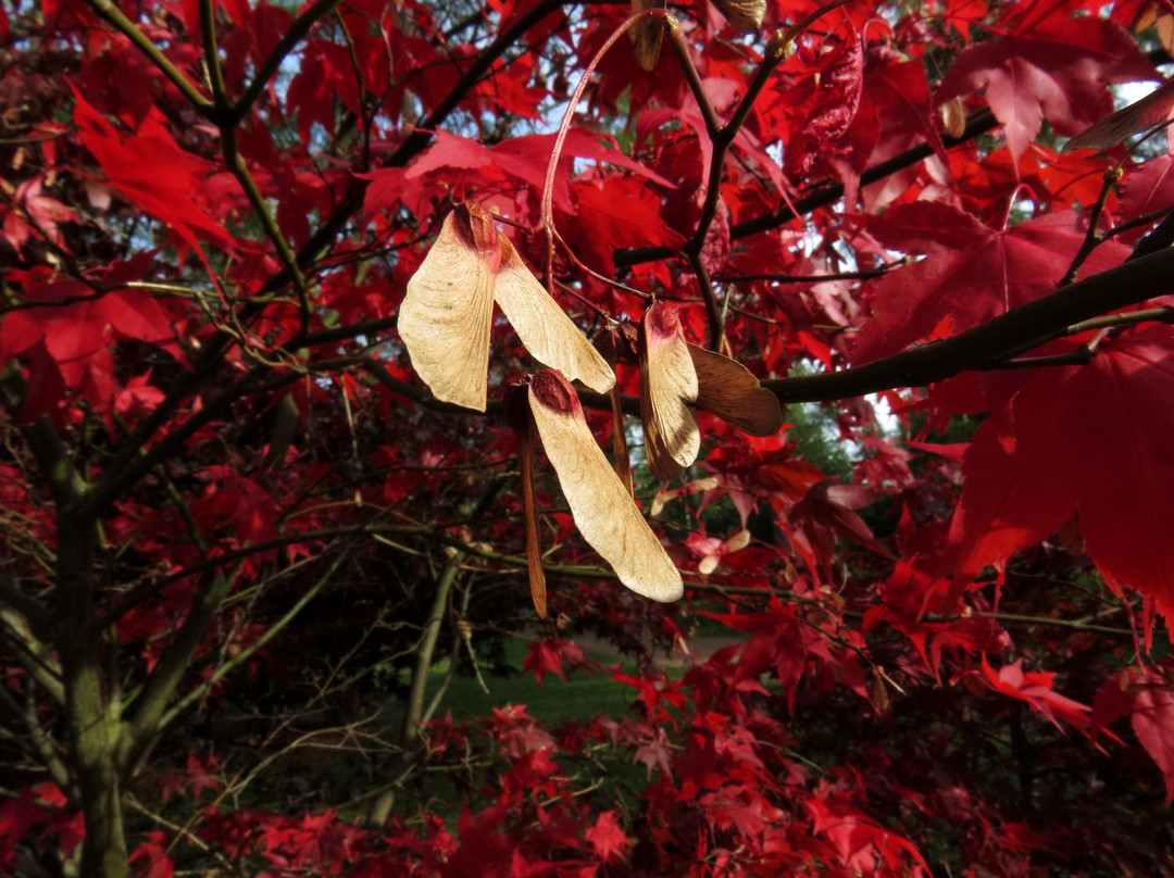 Westonbirt Arboretum景点图片