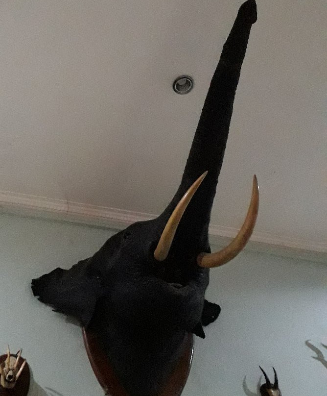 Museum Zoologi-茂物必去景点