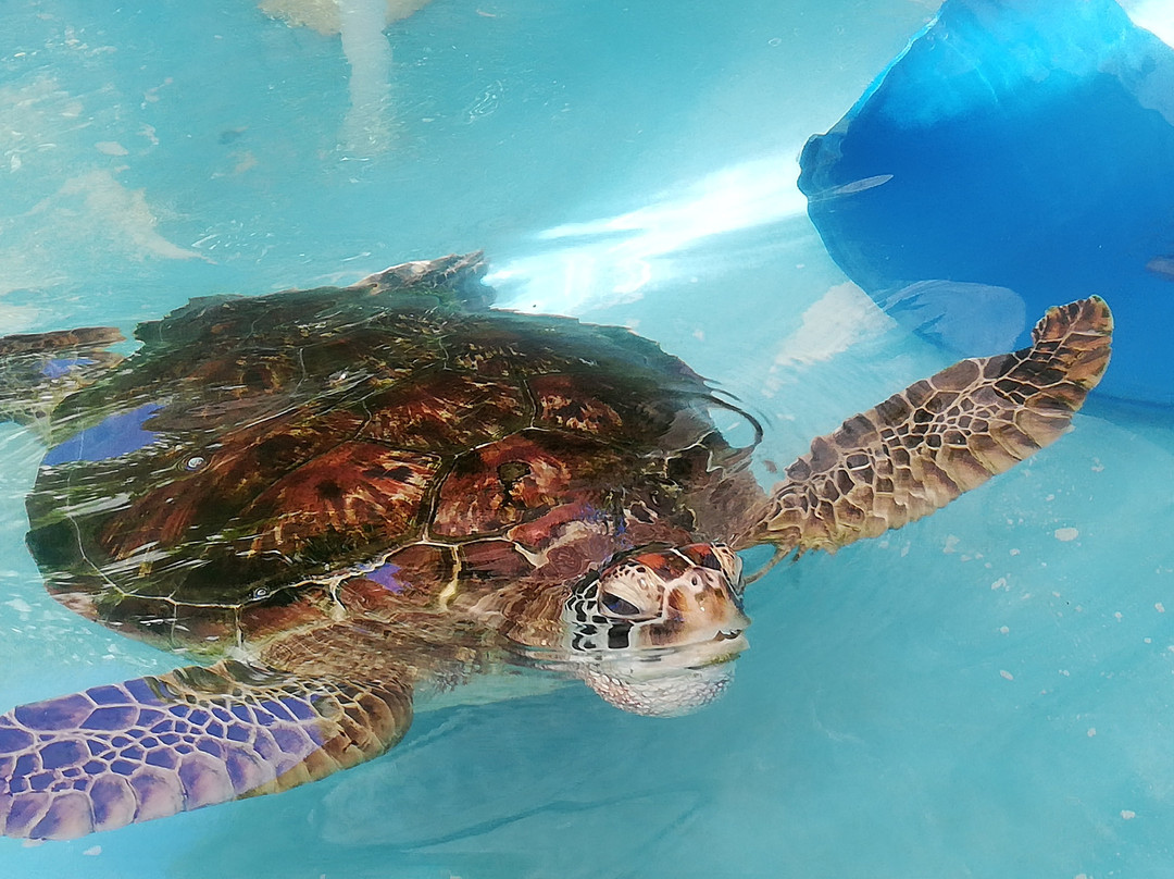 Fitzroy Island Turtle Rehabilitation Centre景点图片