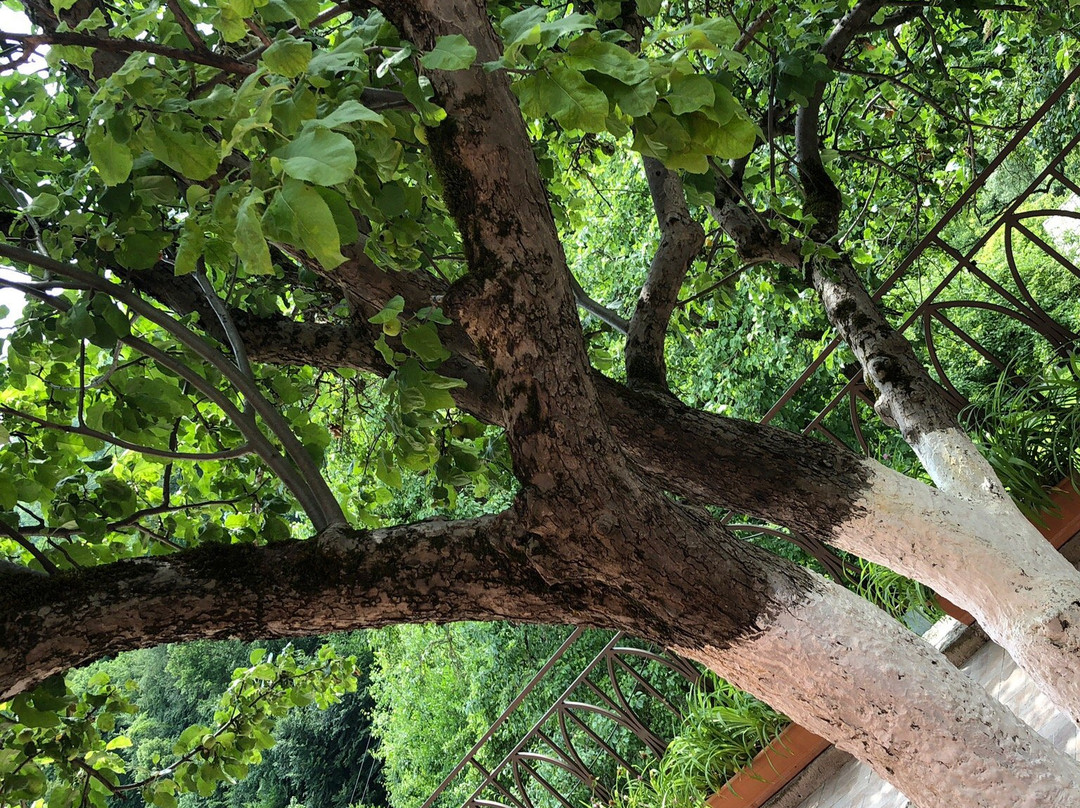 Ariana Family Hotel主图