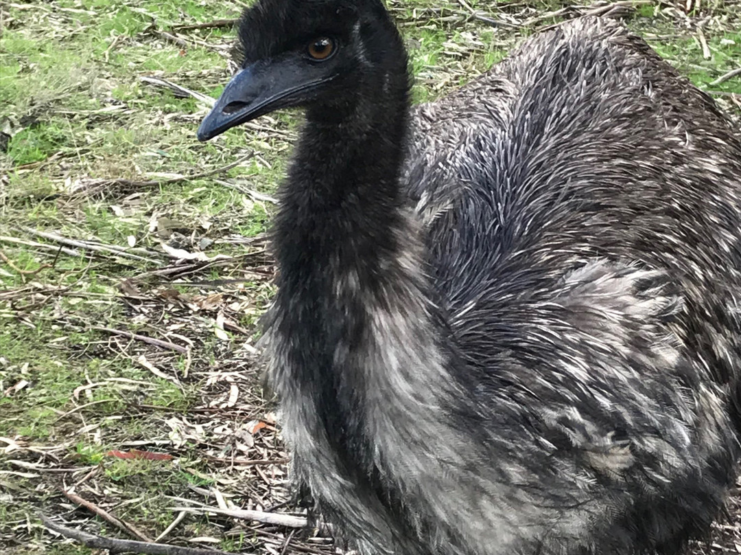 Bayles Fauna Reserve-Koo-Wee-Rup必去景点