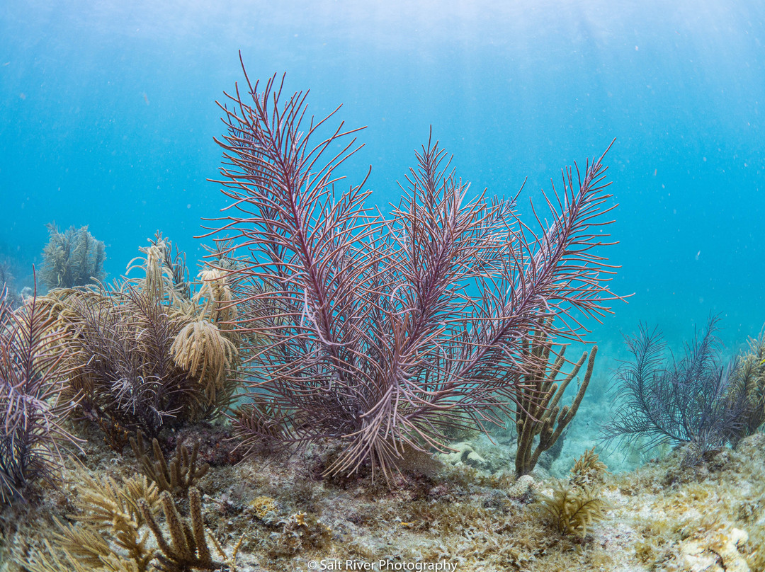 Adventure Watersport Charters-基韦斯特必去景点