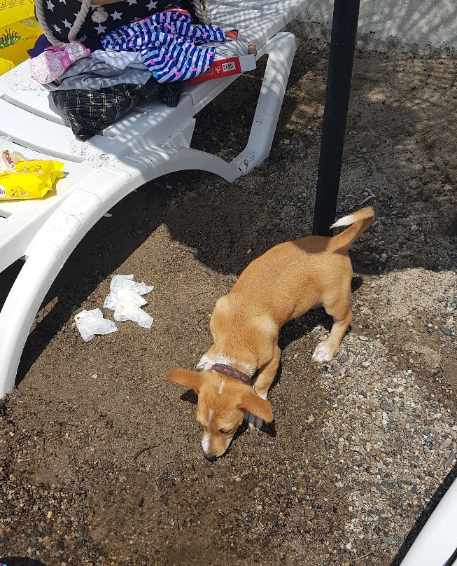 Artemis Oren Tatil Koyu主图
