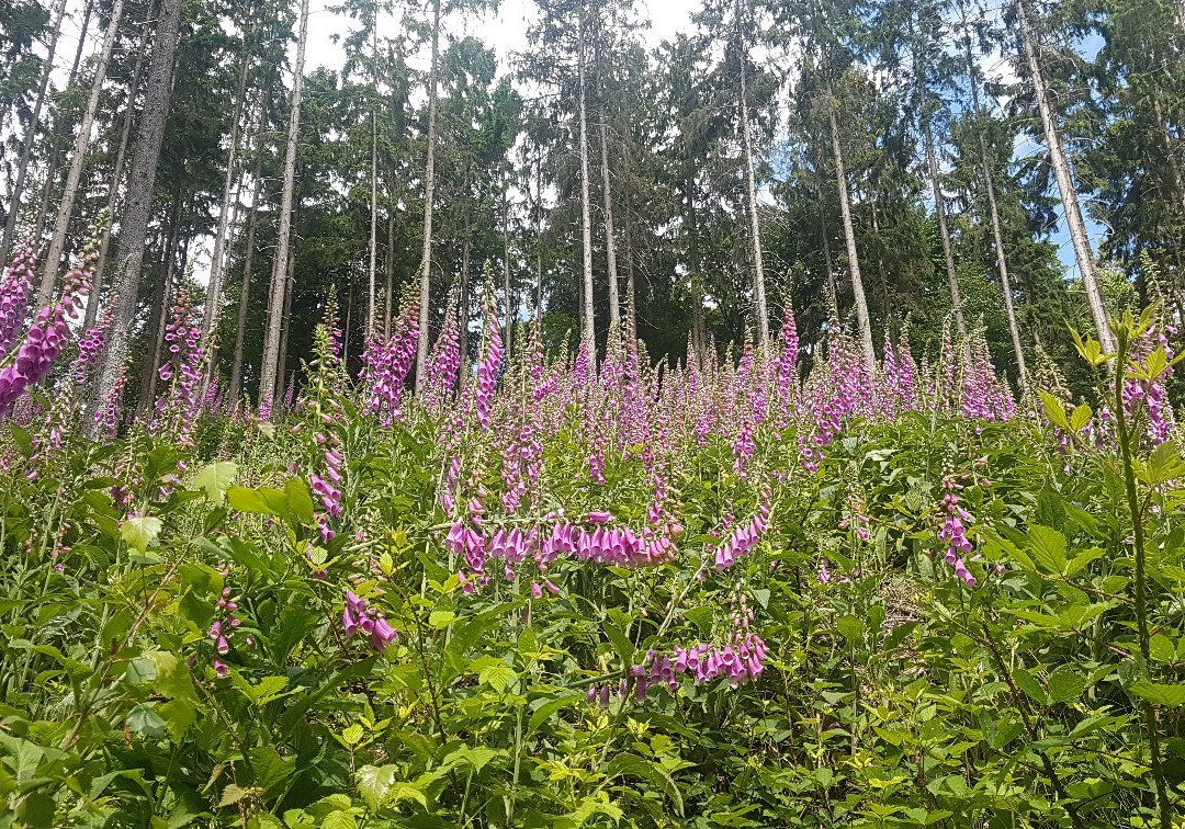 Celtic Trail at the Heidetränk Oppidum-Oberursel (Taunus)必去景点