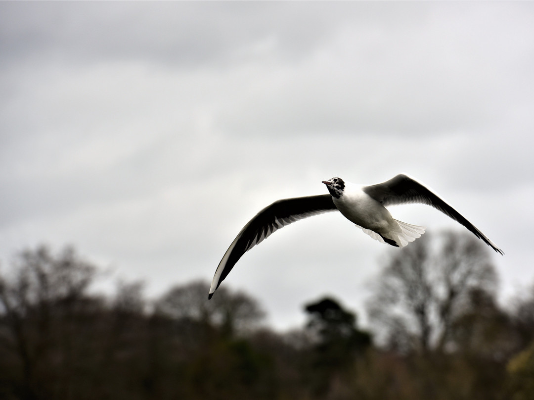 Earlswood Lakes景点图片