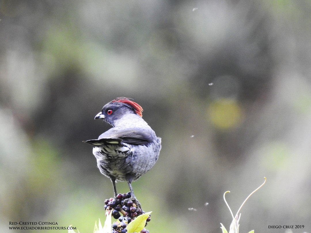 Ecuador Birds Tours-基多必去景点