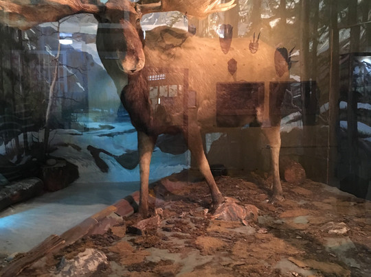 Mousio Zoologias Panepistimiou Athinon-雅典必去景点