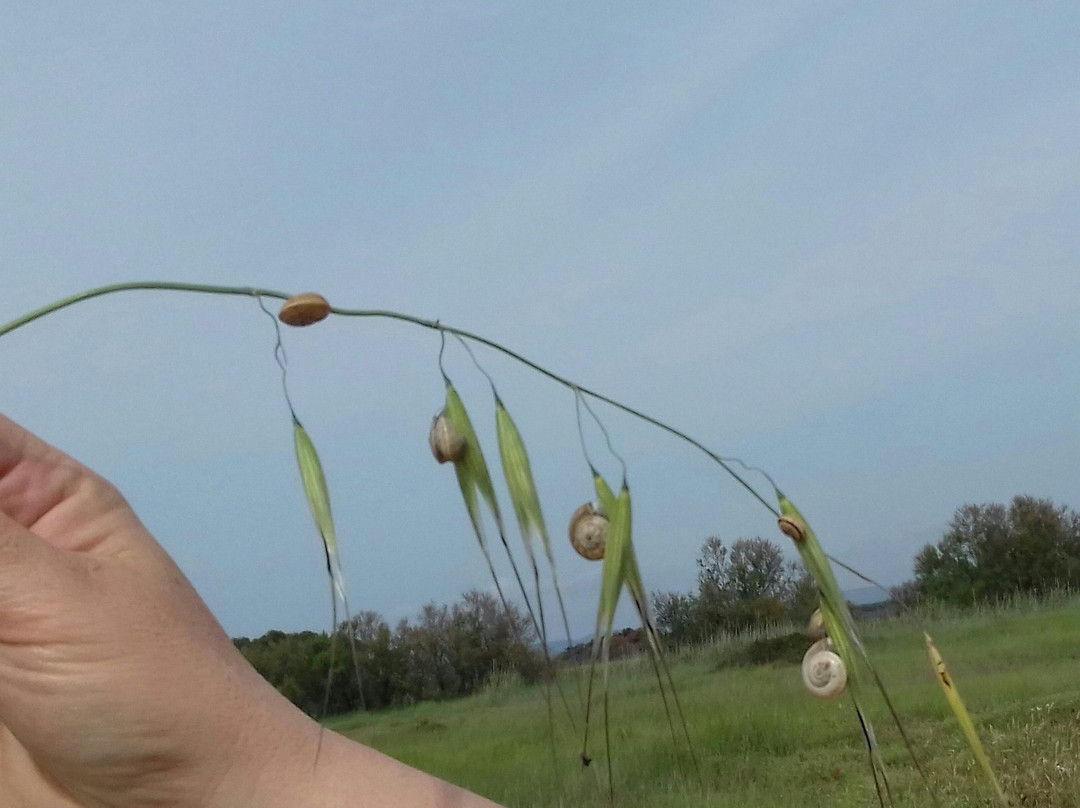 Riserva Naturale Scarlino景点图片