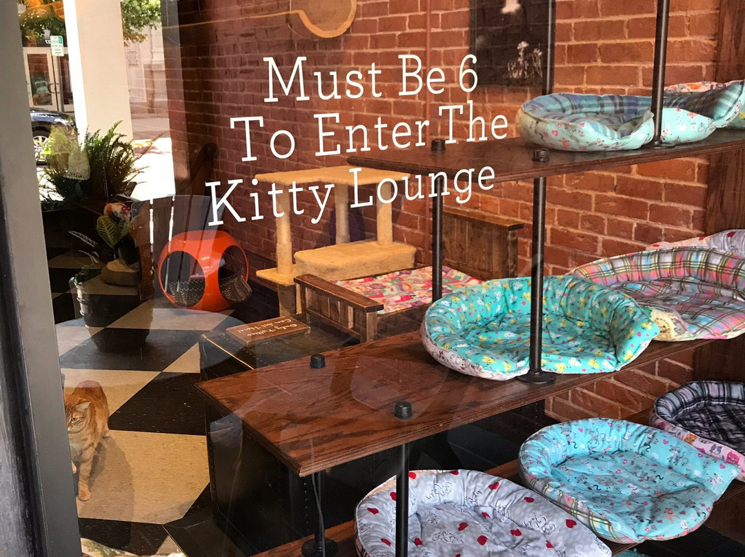 River Kitty Cat Cafe-埃文斯维尔必去景点