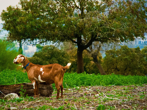 Horesh goat cheese-Kiryat Tivon必去景点