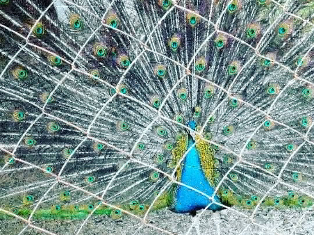 Ostrich Valley-Sarafanovo必去景点