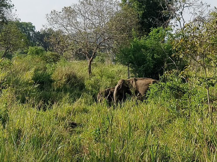 Minneriya National Park Elephant Watching Jeep Safari-哈巴拉娜必去景点