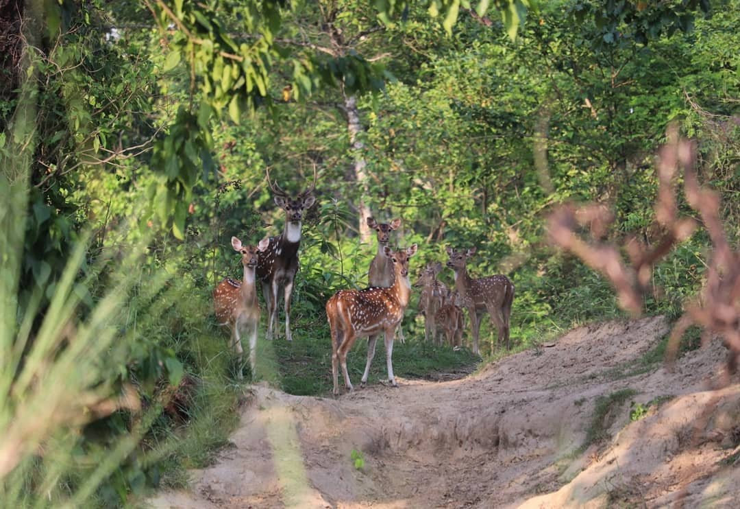 Jungle Explore Tours景点图片