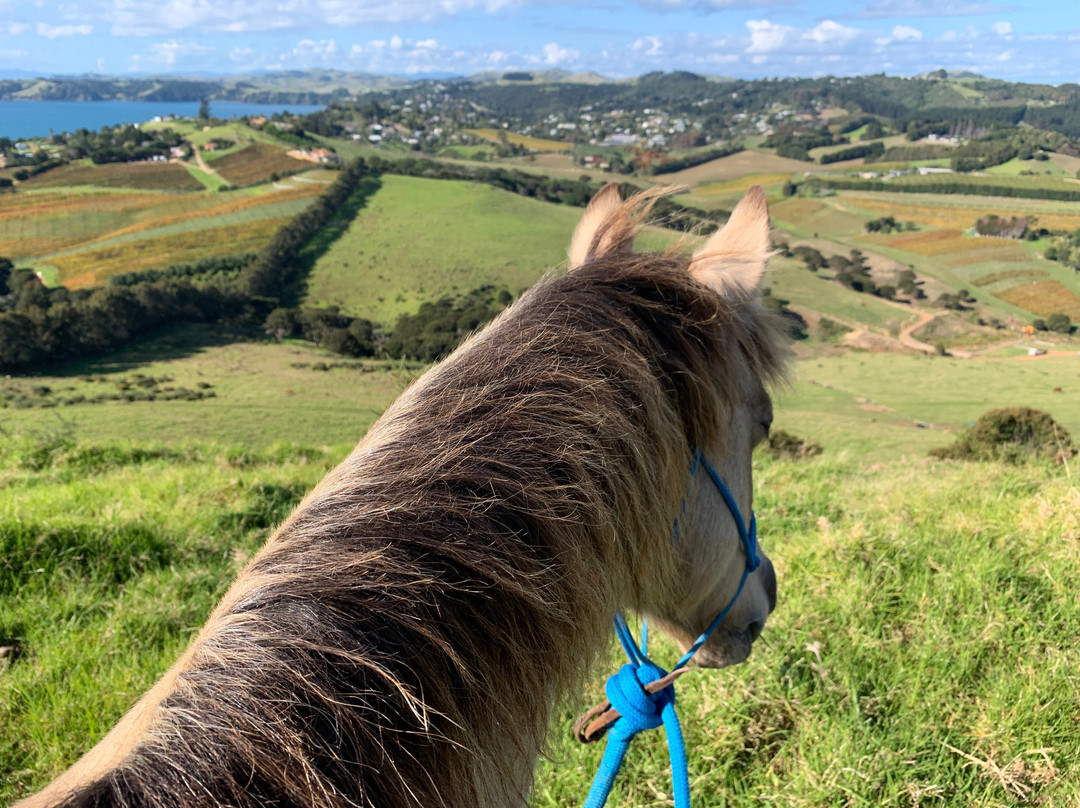 Waiheke Equestrian-怀系奇岛必去景点