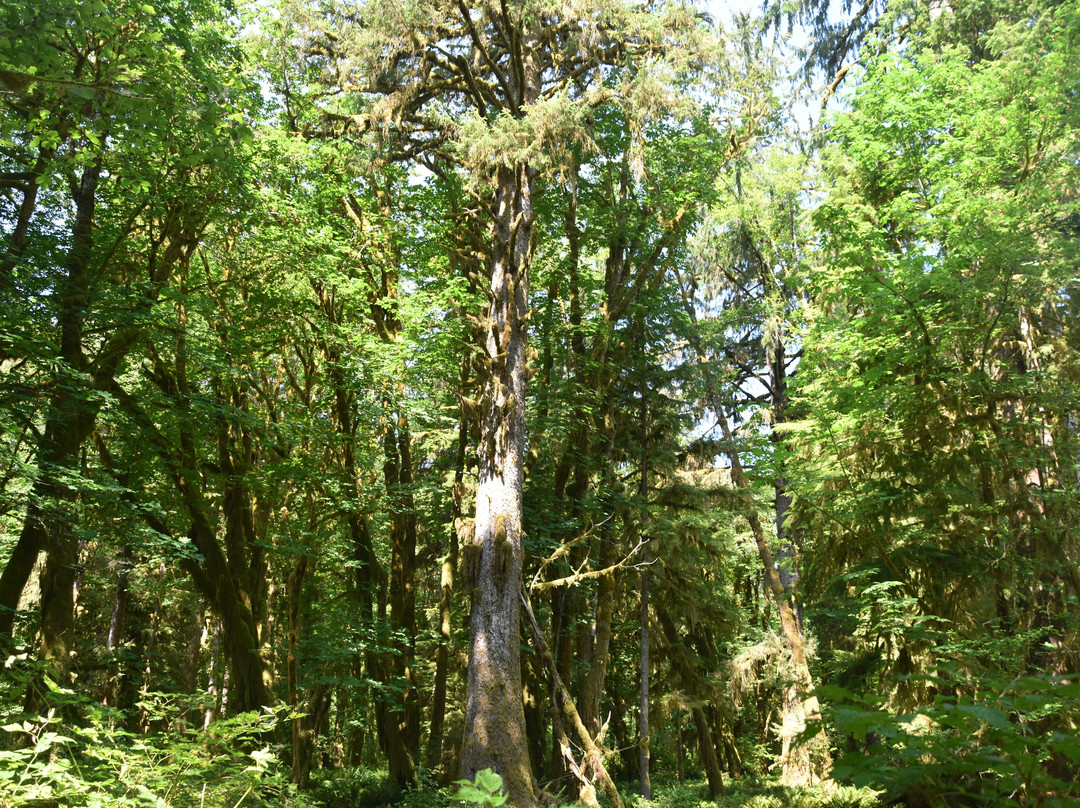 Quinault Rain Forest景点图片