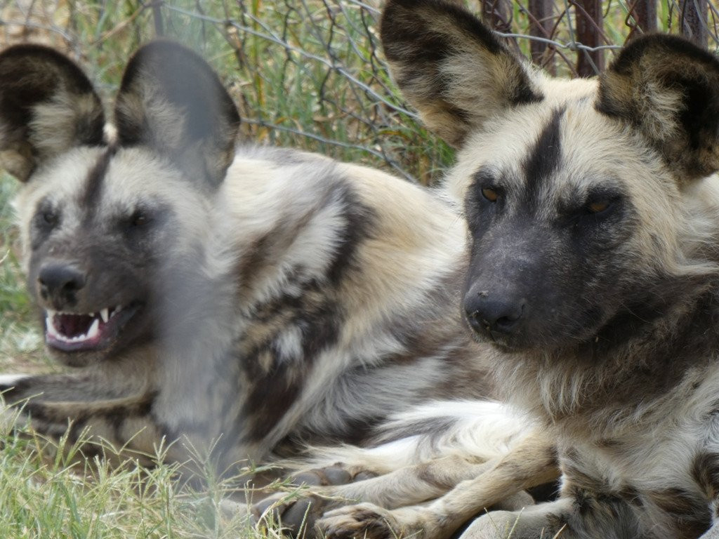 Weltevrede Lion Farm-Heilbron必去景点