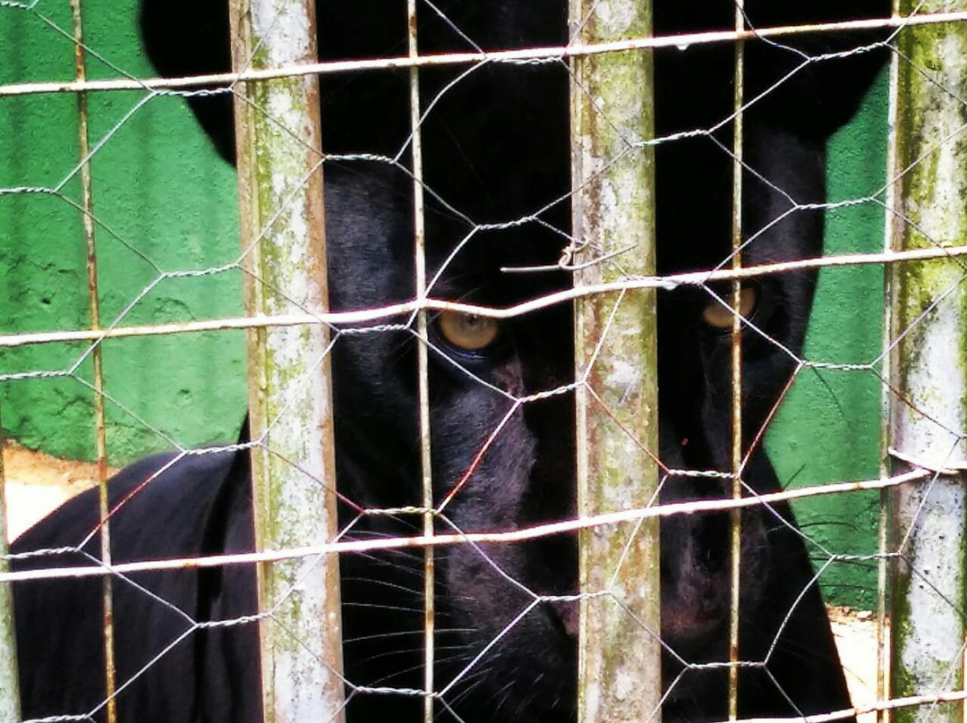 Zoológico Manaus Tropical-玛瑙斯必去景点