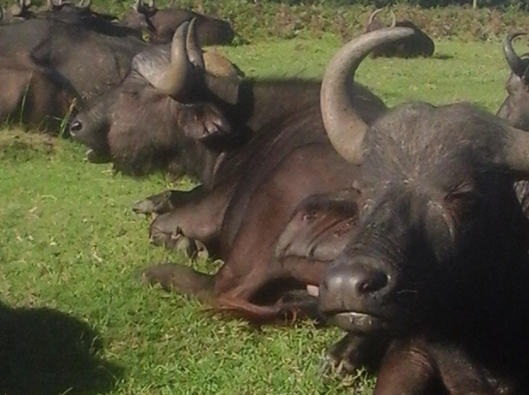 Nqaba Township And Safari Tours景点图片