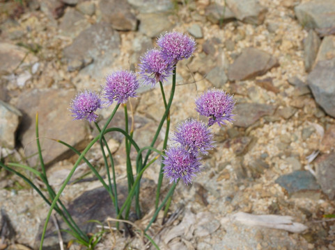 Yubaridake-夕张市必去景点