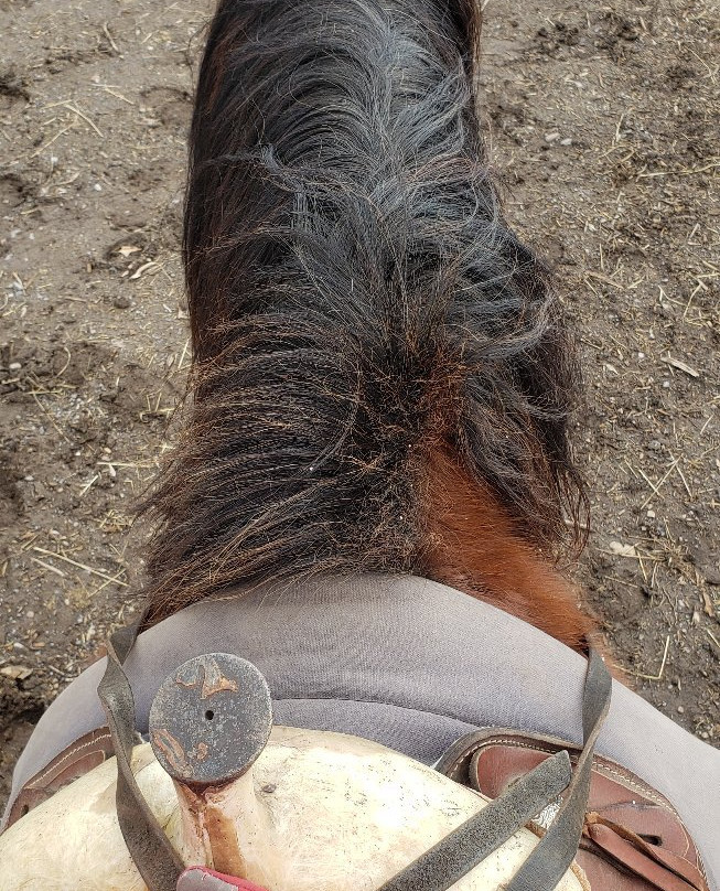 Rt 80 Quarry Ridge Stables-Nedrow必去景点